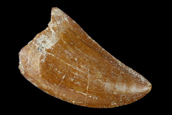 Serrated, Carcharodontosaurus Tooth - Real Dinosaur Tooth #156888